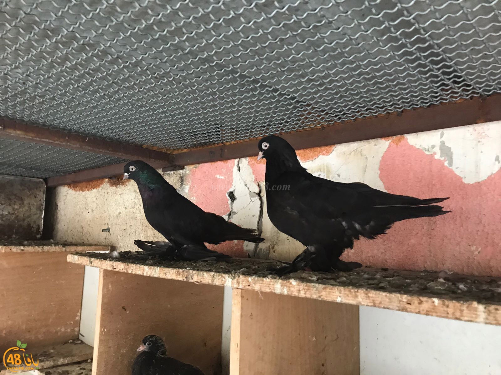 zohdi 3ashoor 7amam (4).jpg